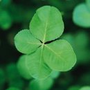 잃어버린 지갑을 찾고 보니 1등 연금복권이 그안에...! 이미지