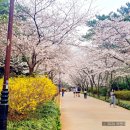 대왕암공원입구화장실 | 울산 대왕암공원 벚꽃길 2026 실시간 | 슬도 유채꽃까지 이어지는 봄코스