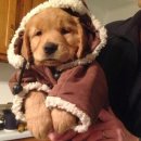 어화둥둥 내강아지 이미지