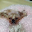 러블리 몽몽 이미지