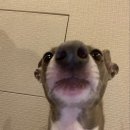 무용수따라 무용공연보고 무용하는 썰 ..