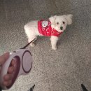 강아지 심장 영양제 마이펫닥터 아브힐하트 추천해요