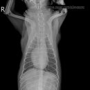 인천동물심장내과 이미지