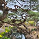 #W14. 경주 상견례 식당 요석궁1779 자미코스 후기