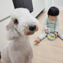 멍스베리 이미지