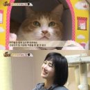 동물농장 이미지