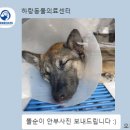 다산동물병원 | 강아지 중성화수술 암컷 대형견 내돈내산 후기/가격- 다산 24시 동물병원