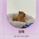 워크앤런 | 8살 흥민이의 워크앤런 후기 | 워크앤런 | 강아지 의족