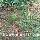 매실농원 이미지