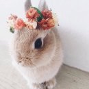 보송보송 이미지