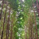 예주시장길 이미지