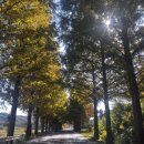 주암호 생태습지 | 보성 드라이브코스 메타세콰이아길🚗🍂/카페 추천