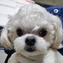 김 S 동물병원 이미지
