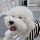 뛰뛰 강아지 놀이터 이미지