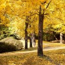 은행나무목장 이미지