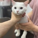 쥬디캣(Judy Cat) | 동래고양이미용/연산동고양이미용/양정고양이미용 추천 쥬디캣♡