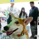 청주시 반려동물보호센터 이미지