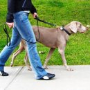 강아지산책 이미지