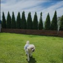 일리스테이 펜션 이미지