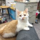 I-pet 동물병원 이미지