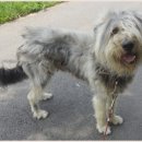 이쁘개(이동애견미용) 이미지