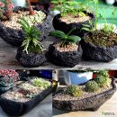 [10/14] 심폴 생생 구매 후기 🌱💚💯 (백설공주 아이비 1655, 돌화분 화산석화분, 무늬동백 동녘091402)