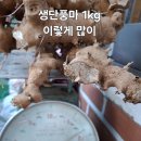 단풍마 구입 이미지