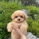 에르펫츠 강아지분양 고양이분양 다산점 이미지