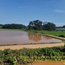 태안군 폭우로인한 농경지 침수 이미지