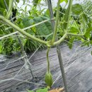 원순농장 이미지