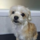 마곡나무 동물병원 이미지