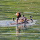 신대호수 이미지