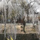 영산 만년교 이미지