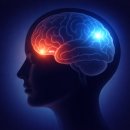 늘푸른정신과의원 | 강남역 정신과 - 노출치료는 왜 효과가 있을까요? : 불안을 이기는 뇌의 새로운 학습