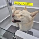 뽀삐뽀삐 | 털갈이 시즌 완벽 타파한 뽀삐의 위탁목욕 후기🪮
