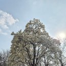 경주 대릉원 목련 개화 상황｜황리단길 양지다방 봄 여행 후기