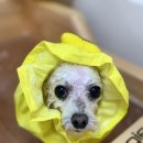 프롬율무 이미지