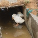 고부농장 이미지