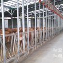 신안축산 이미지