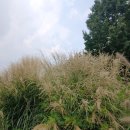 솔솔바람 이미지