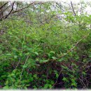 초록바람 이미지