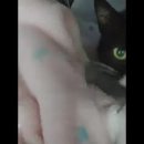 화신종합동물병원 이미지