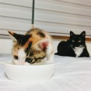 세명사료 이미지