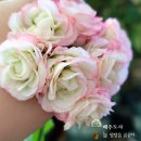 애플블러썸