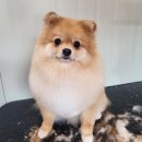 마이핫독 이미지