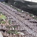 월학농장 이미지