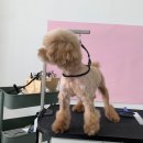 윌리하니 그루밍 이미지