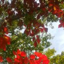 심원권 일기 이미지