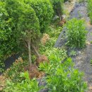 방량농장 이미지