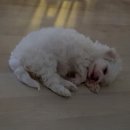 뚜뚜빵빵 이미지
